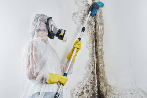 Best Mold Removal Specialists  in Aberdeen, MD