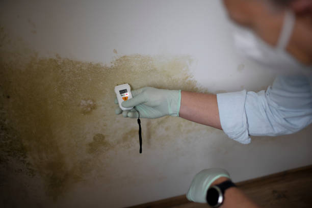 Best Mold Testing and Removal  in Aberdeen, MD