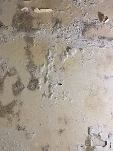 Best Crawl Space Mold Removal  in Aberdeen, MD