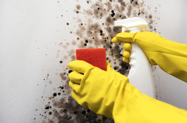 Best Mold Remediation Services  in Aberdeen, MD