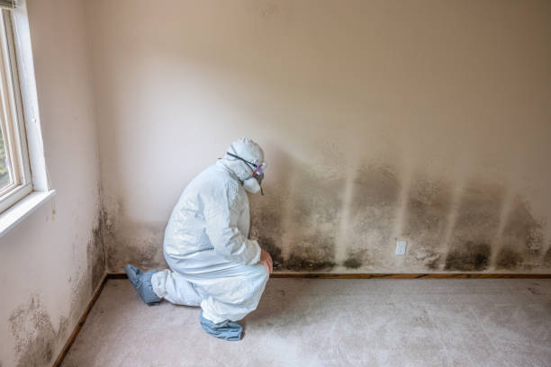 Best Fast Mold Removal  in Aberdeen, MD