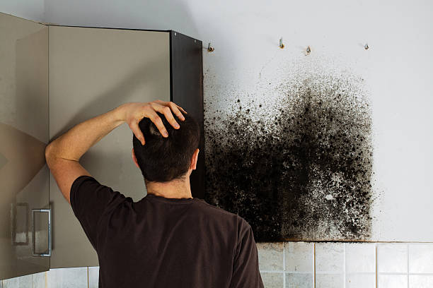 Best Professional Mold Removal  in Aberdeen, MD