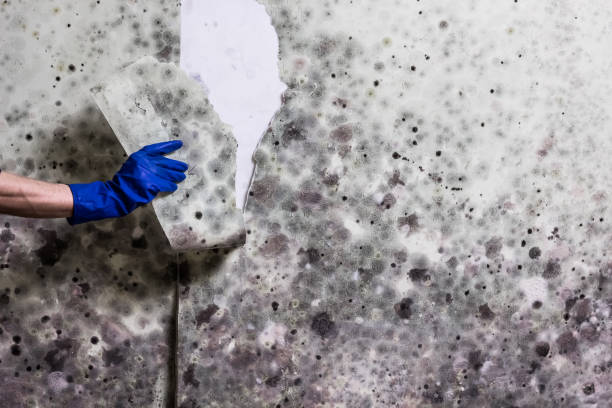 Best Affordable Mold Removal  in Aberdeen, MD