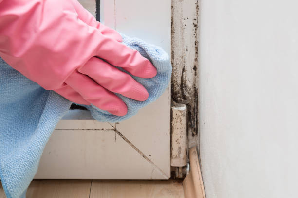 Best Mold Remediation  in Aberdeen, MD