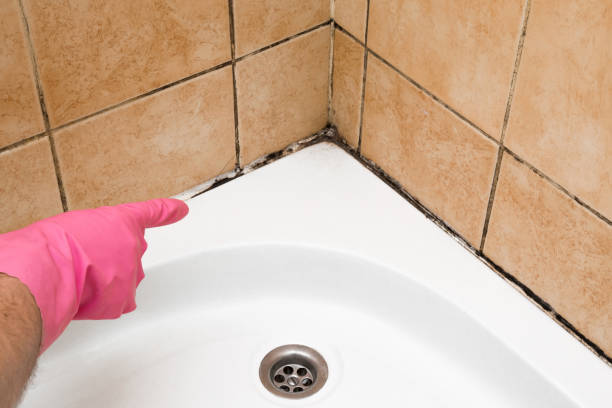 Best Attic Mold Removal  in Aberdeen, MD
